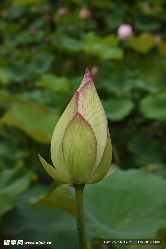 荷花花苞