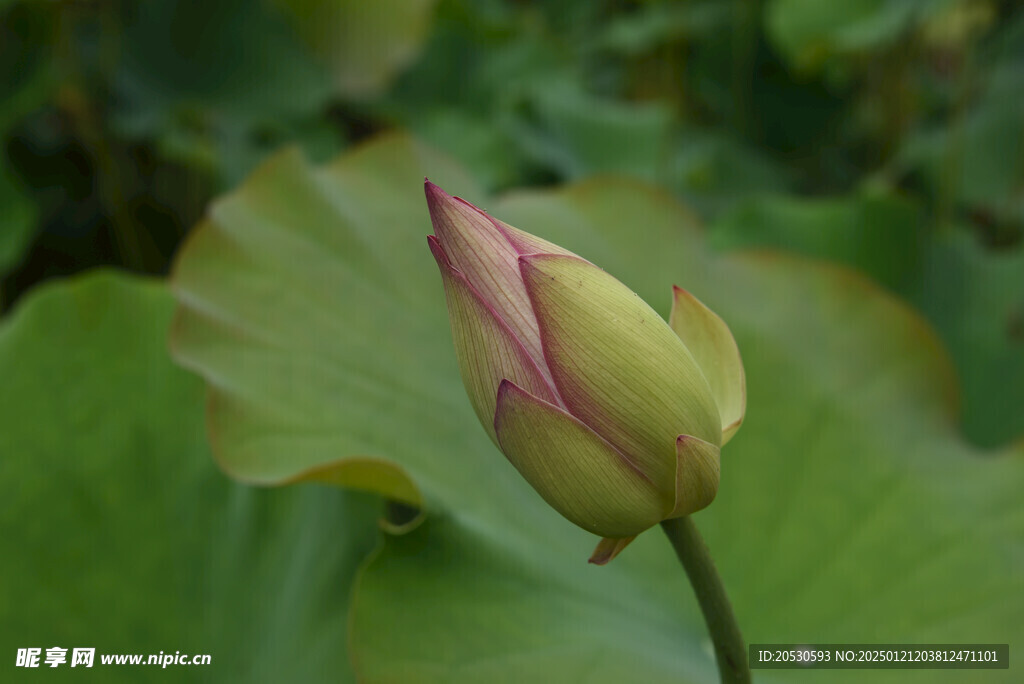 荷花花蕾