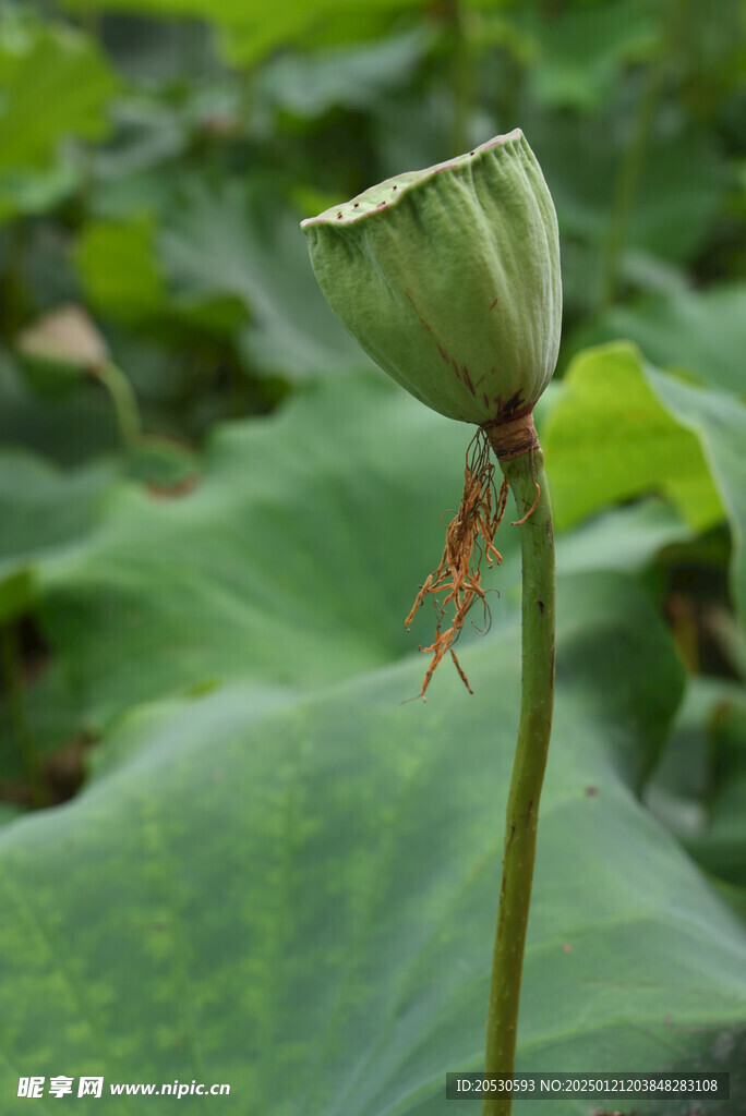 莲蓬