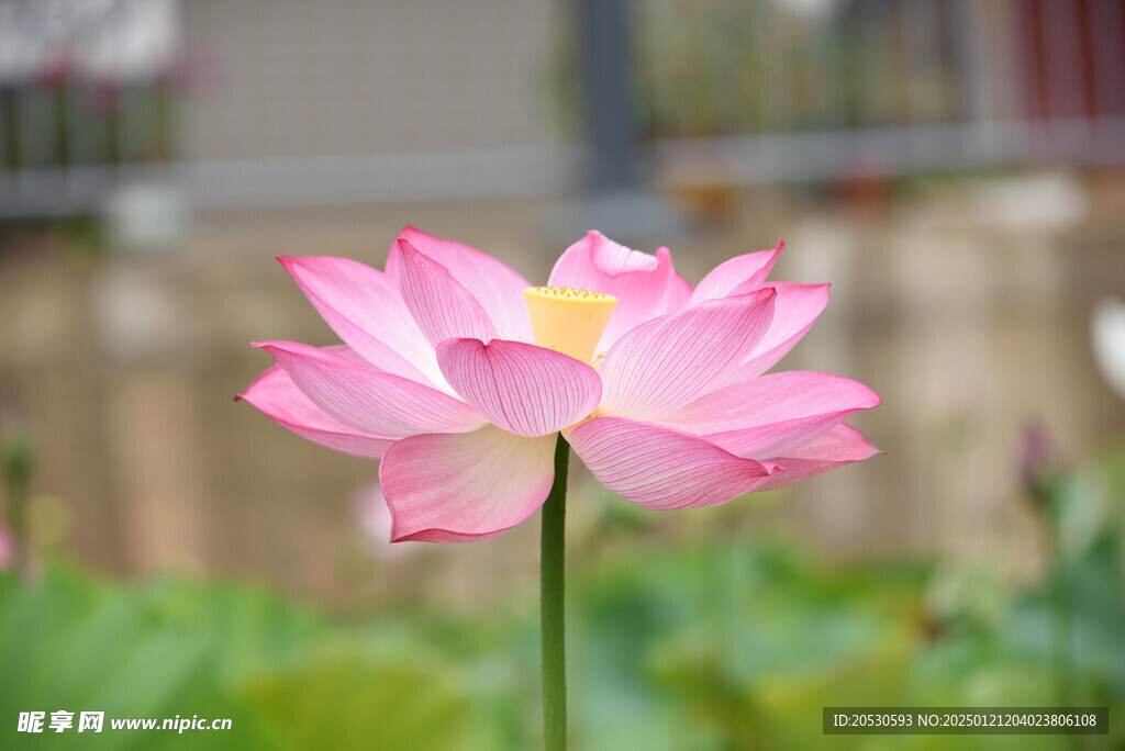 水芙蓉