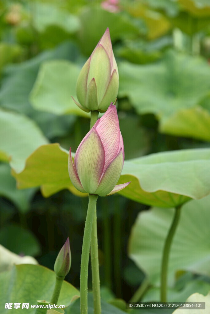 荷花花蕾