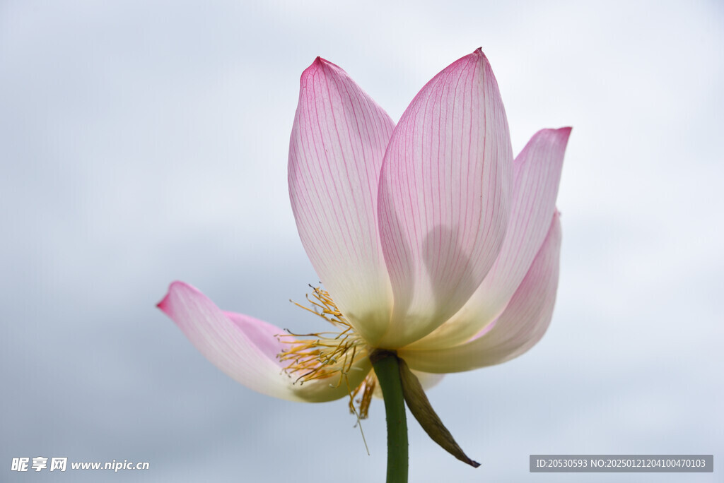 莲花花瓣