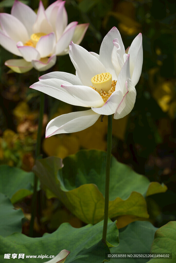 盛开的莲花