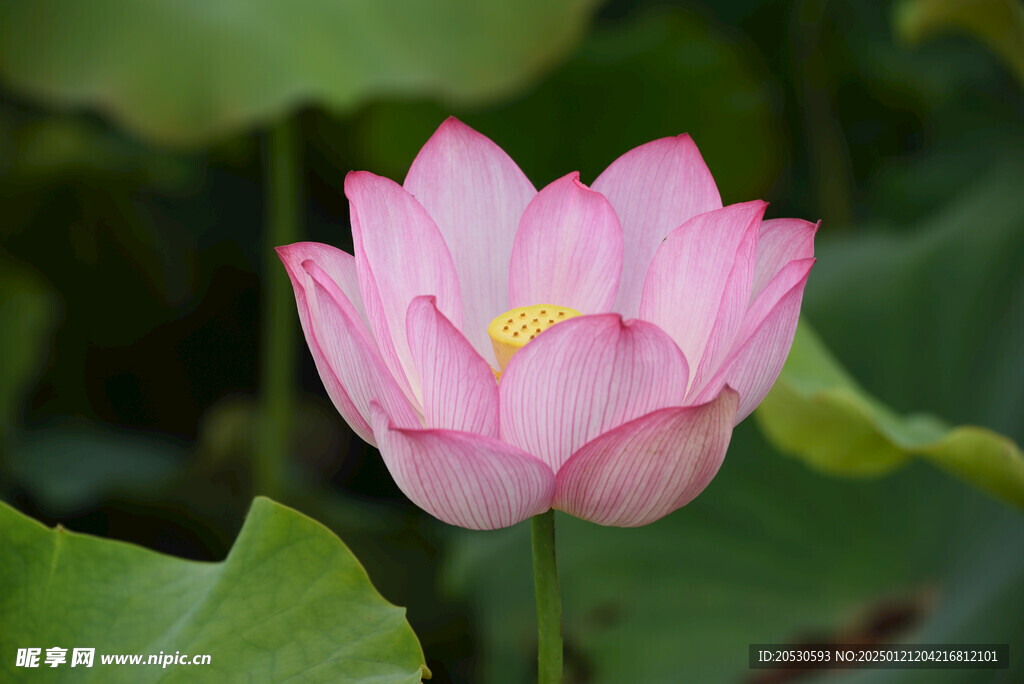 莲花素材