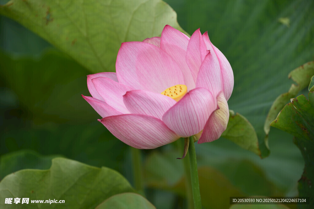 荷花素材