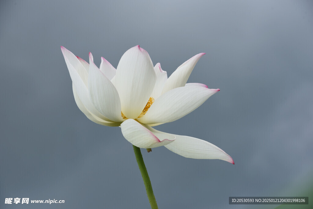 洁白莲花