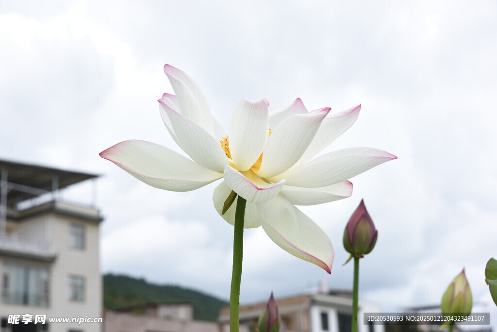 白莲花