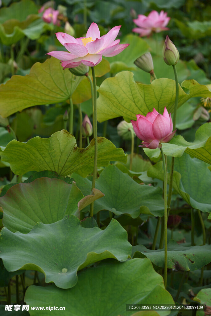 水芙蓉