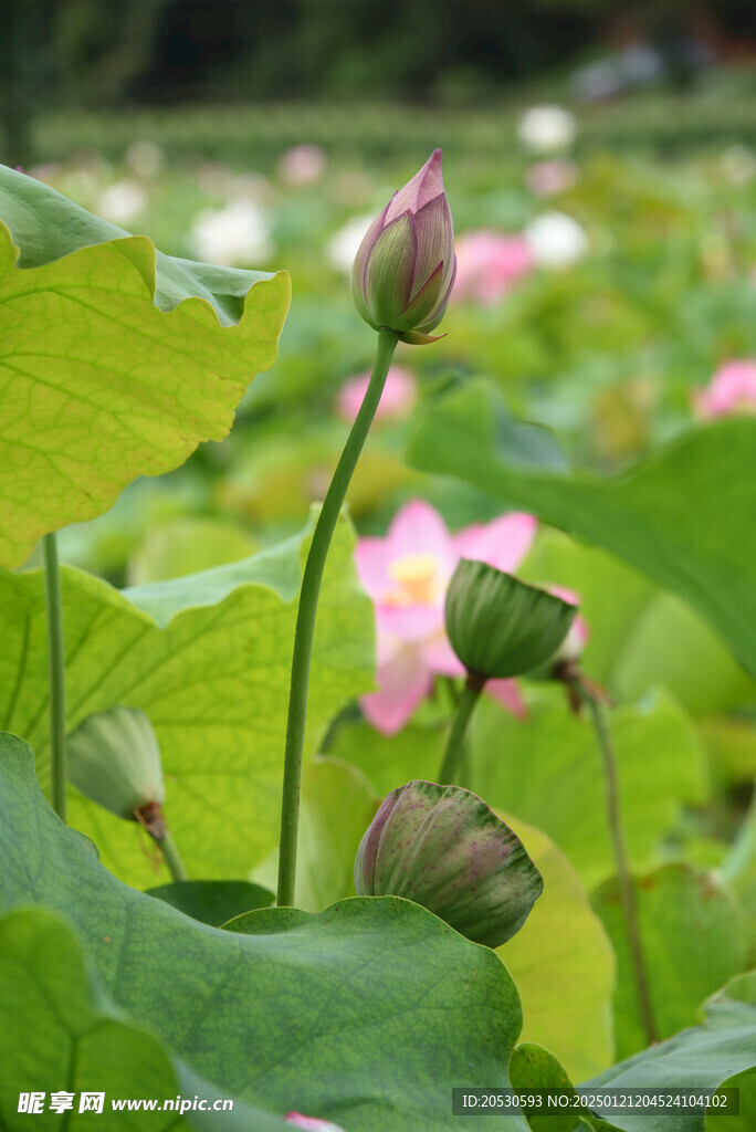 花苞莲蓬