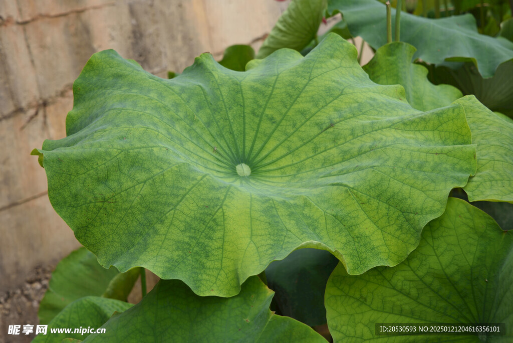 荷叶素材