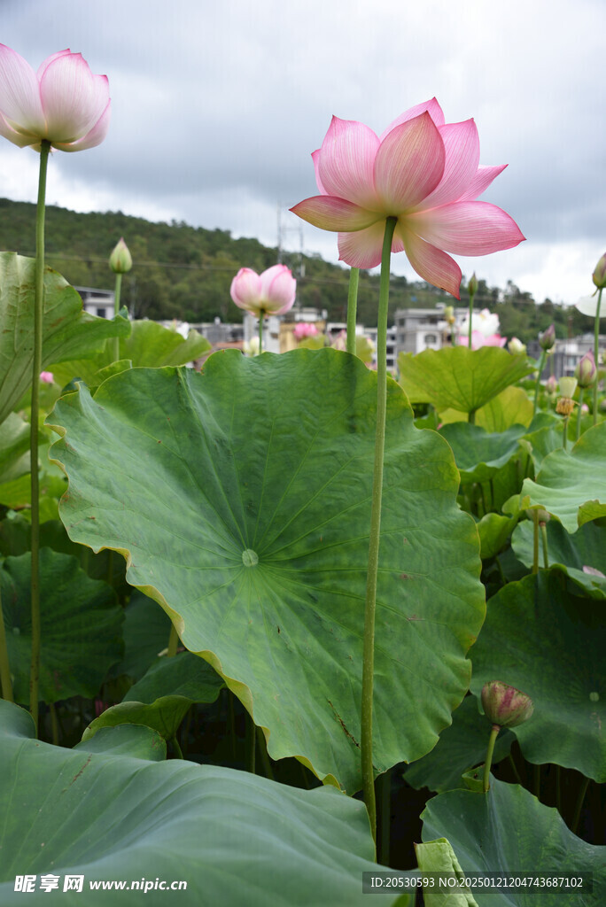 莲花