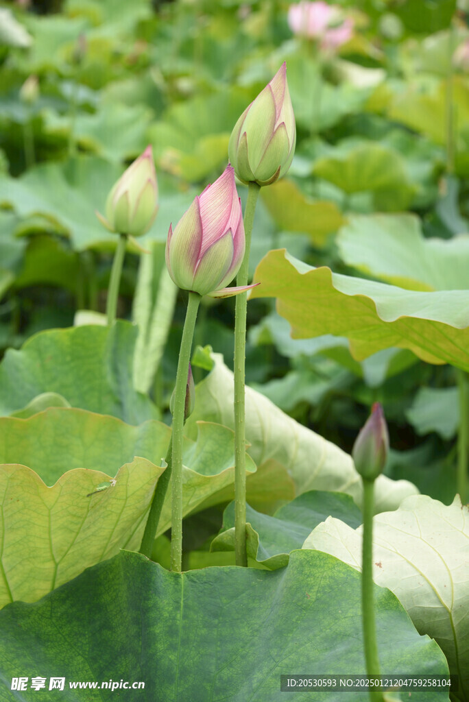 荷塘花蕾