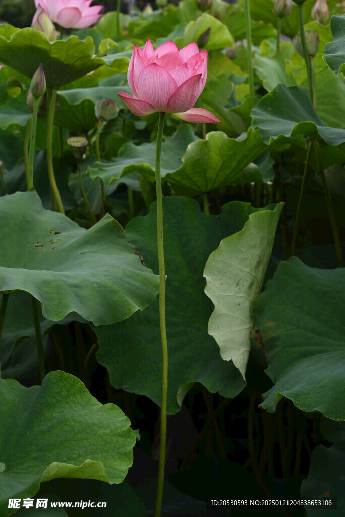 莲花
