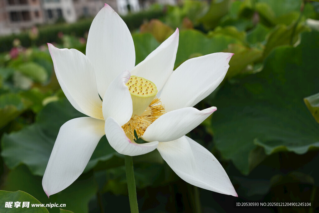 盛开的白莲花