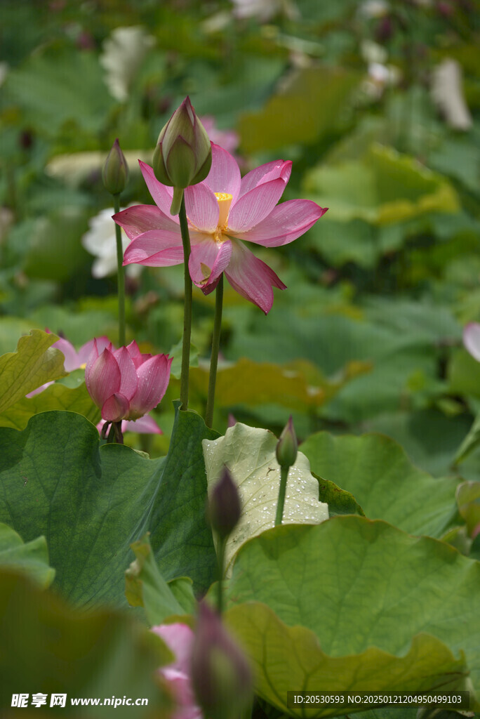 荷花