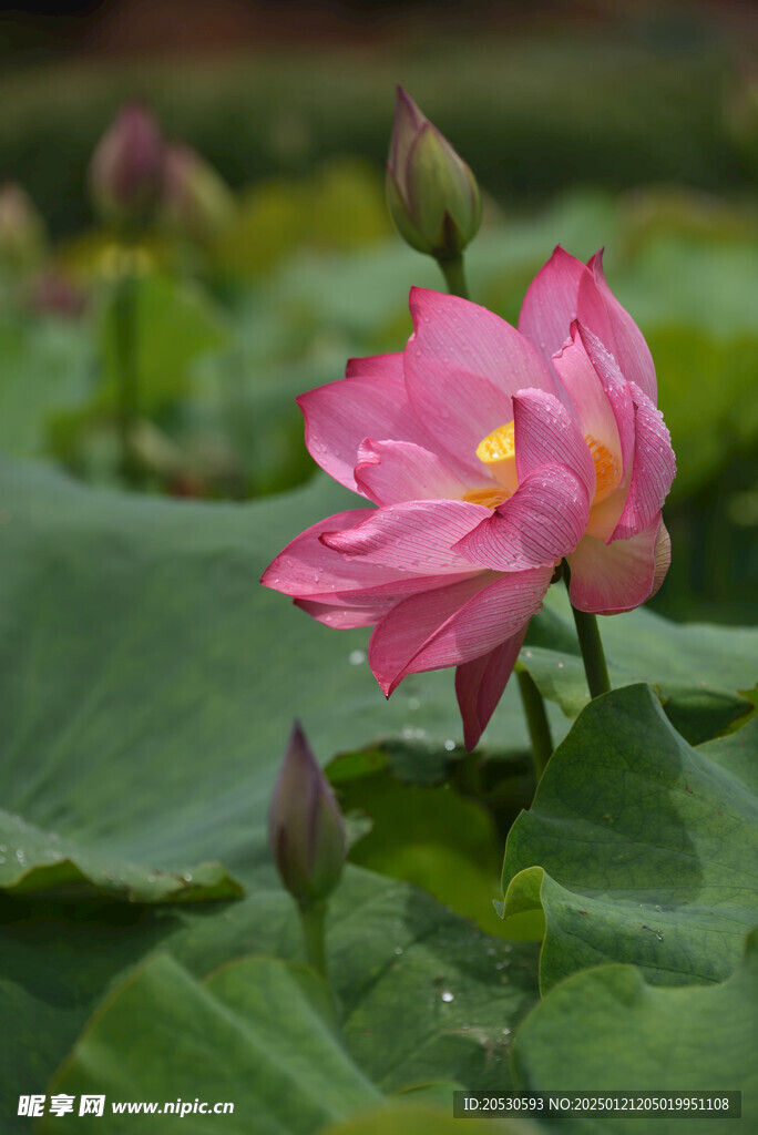 粉红色莲花