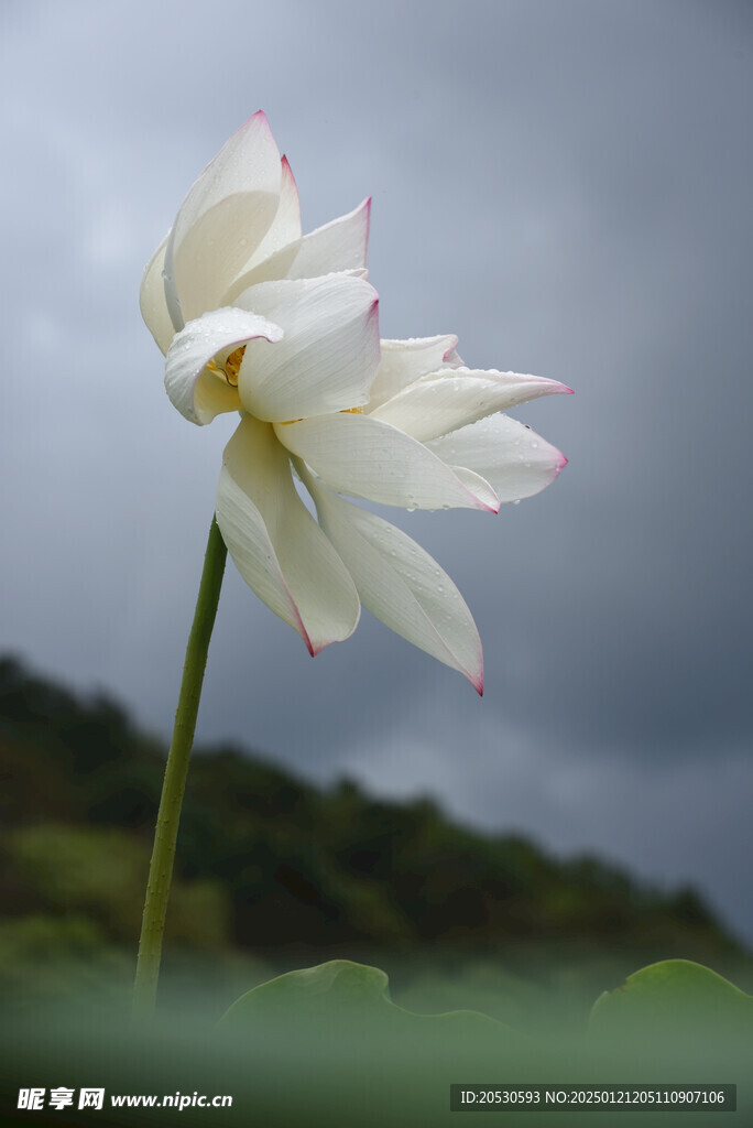 白莲花