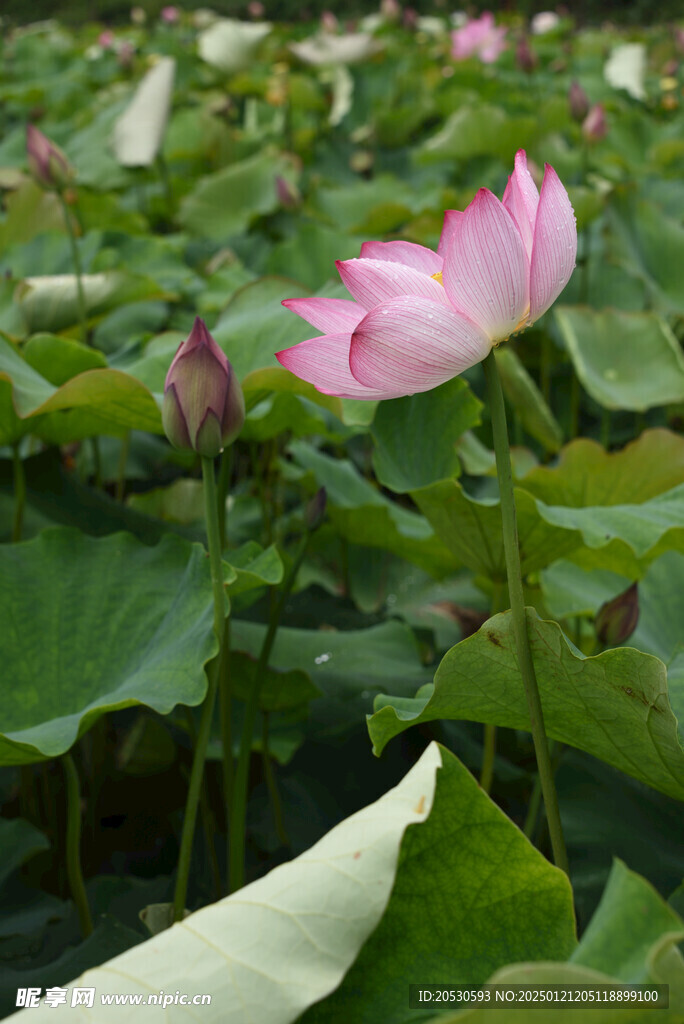 荷花素材