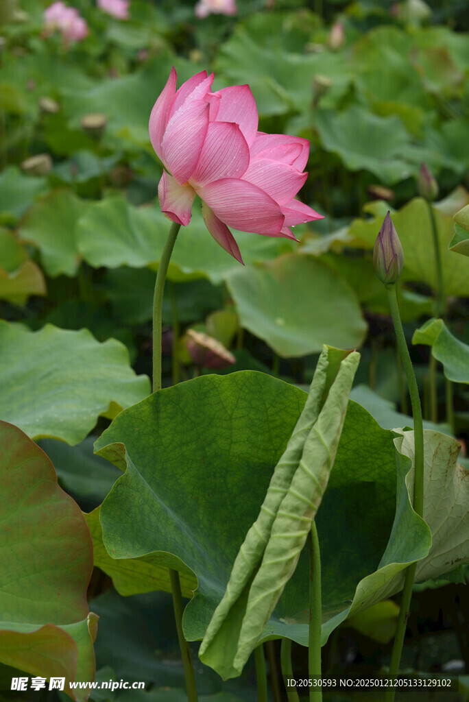 粉色莲花