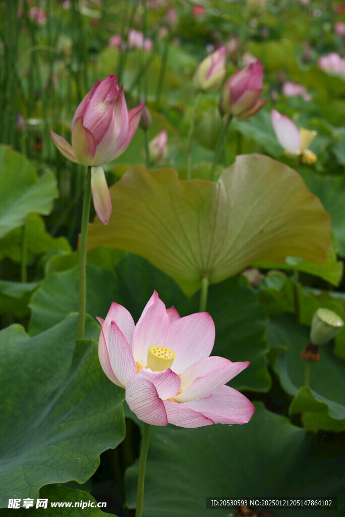 粉色莲花