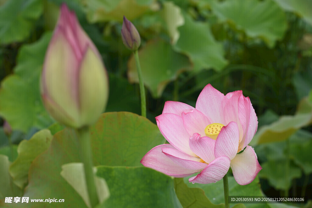 莲花