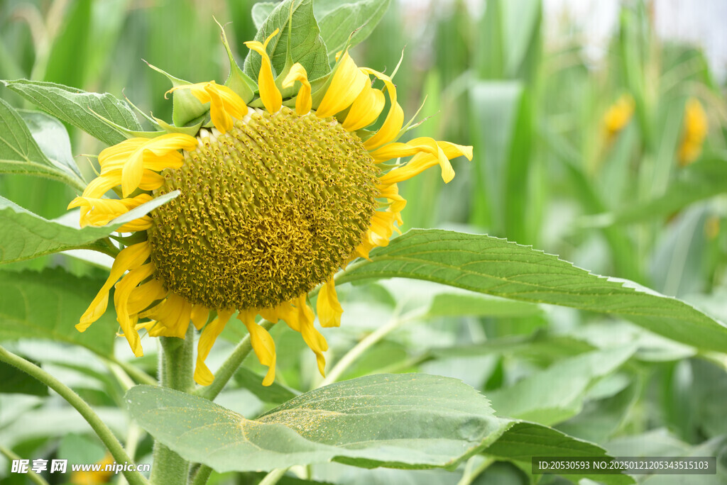 葵花