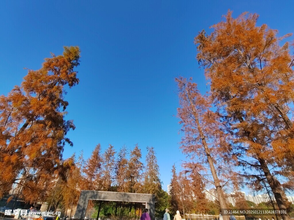 金山湖公园落羽杉