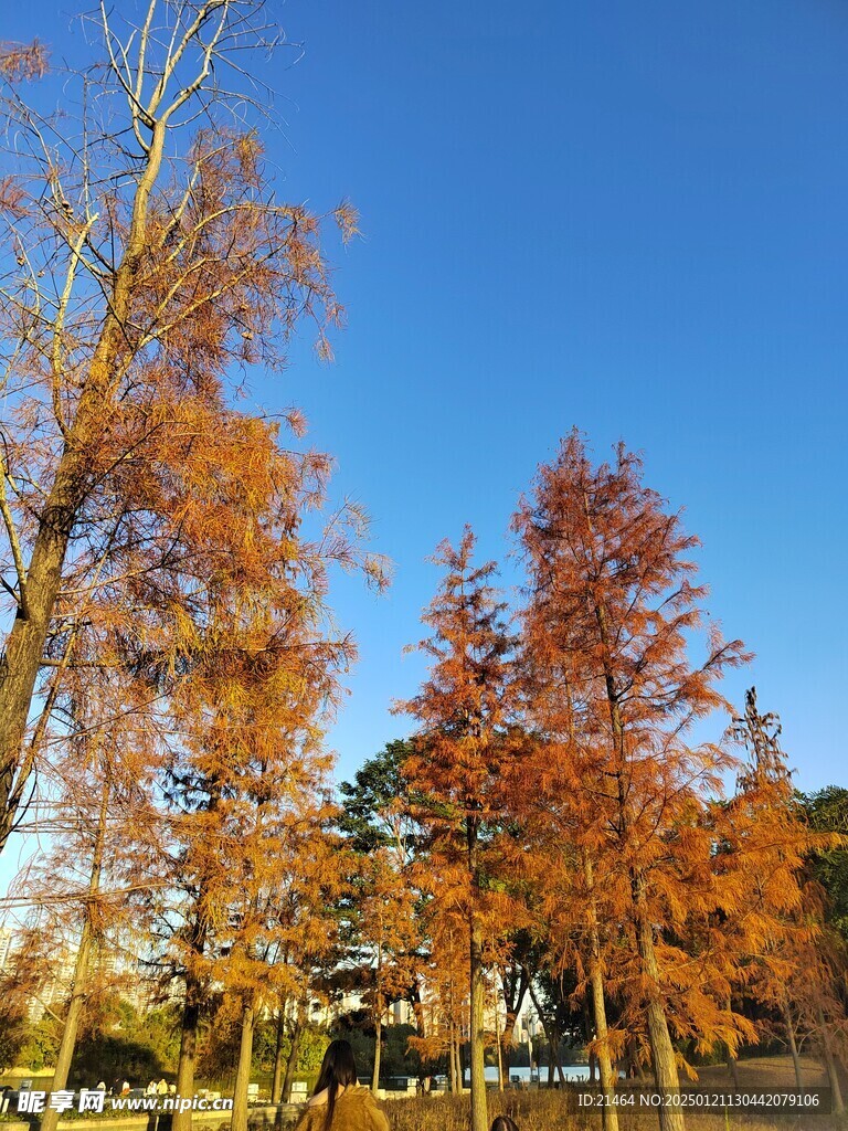 金山湖公园落羽杉