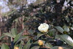 白山茶
