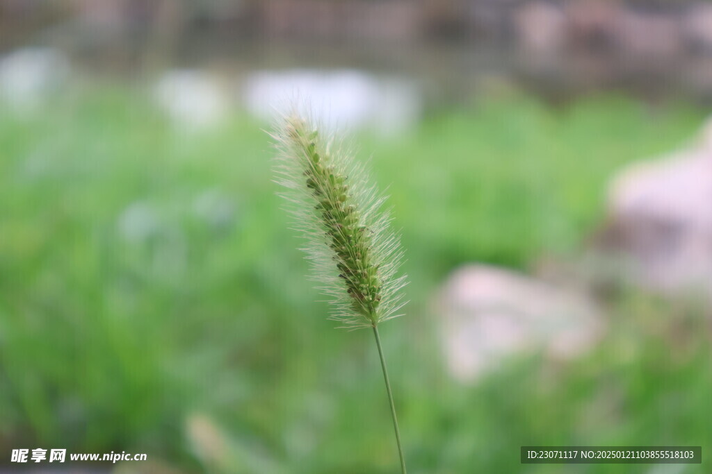 狗尾巴草 