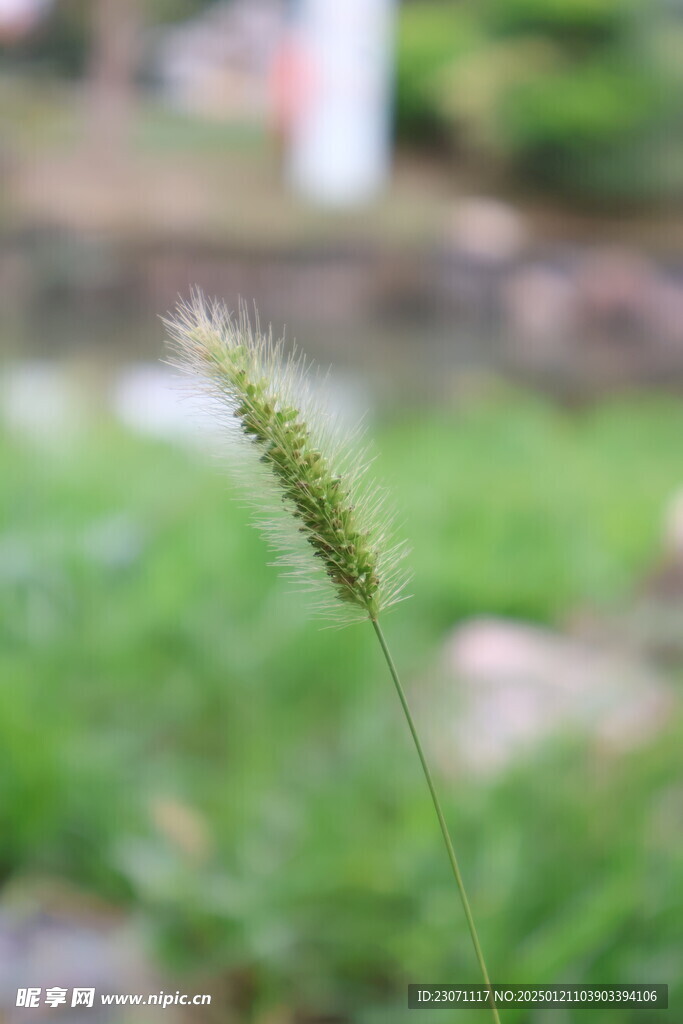 狗尾巴草