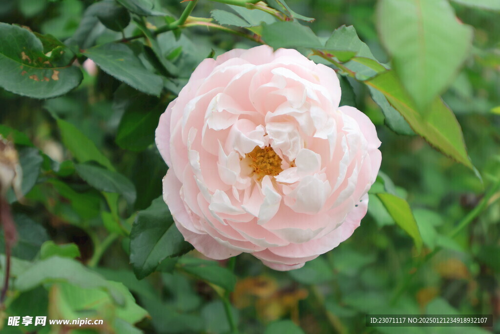 粉色月季花