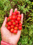 小番茄
