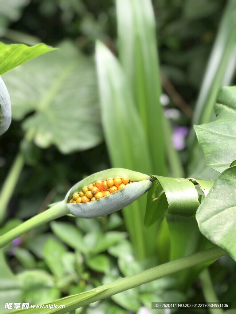 海芋果实 