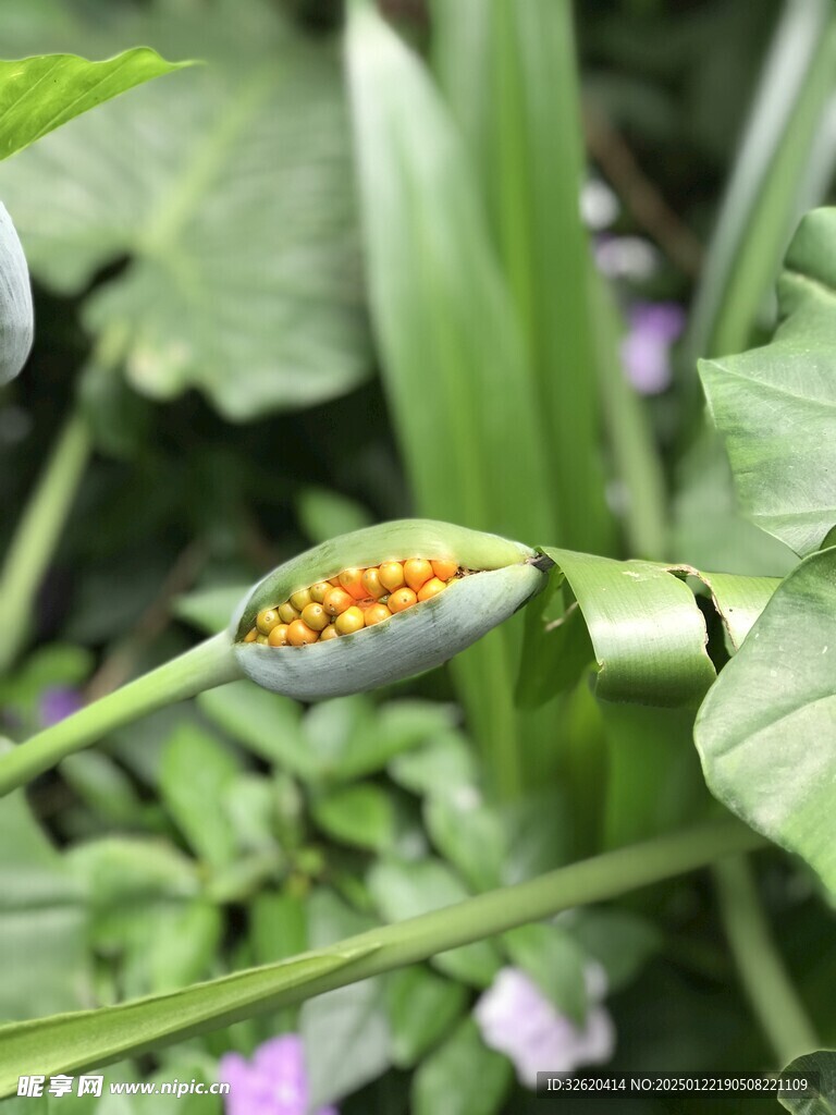 海芋果实 