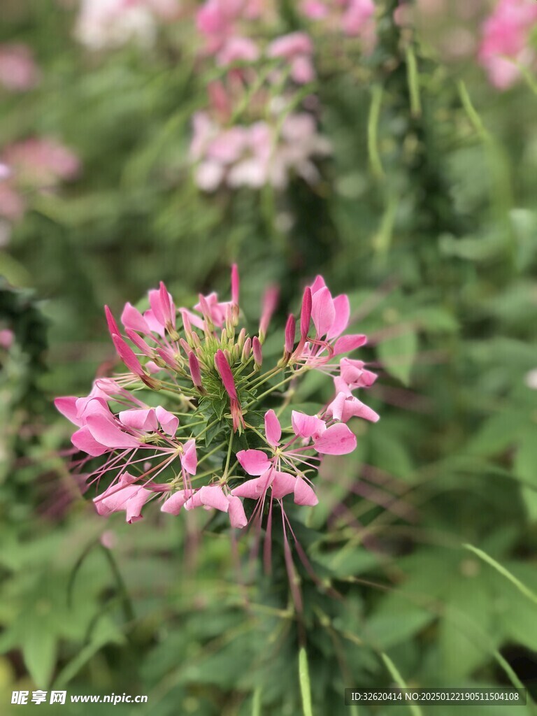 醉蝶花