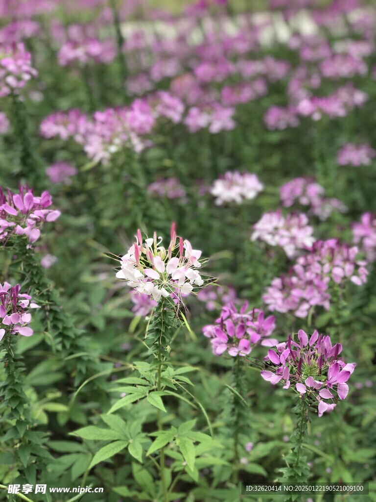 醉蝶花