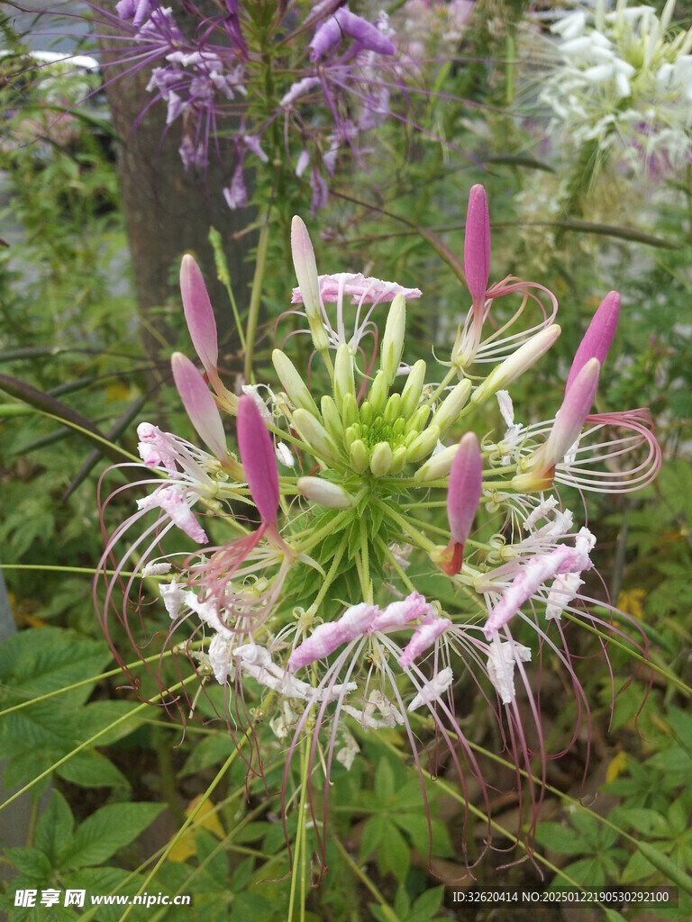 醉蝶花