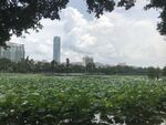 荷塘