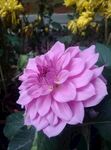 大丽花