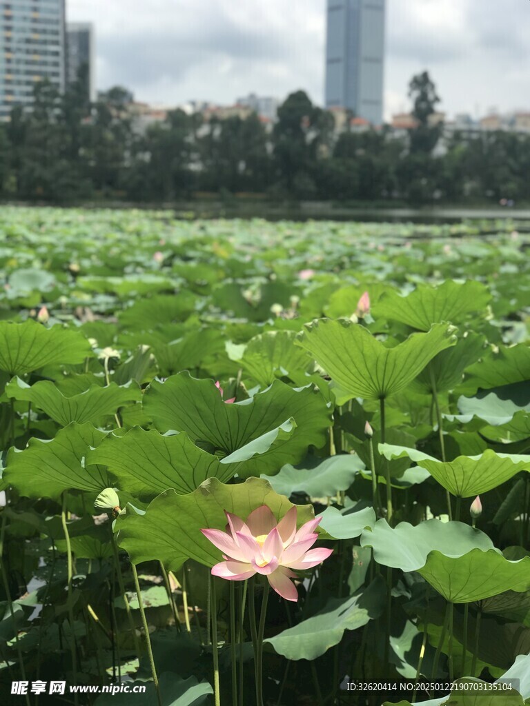 荷花 荷塘