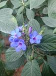 喜花草