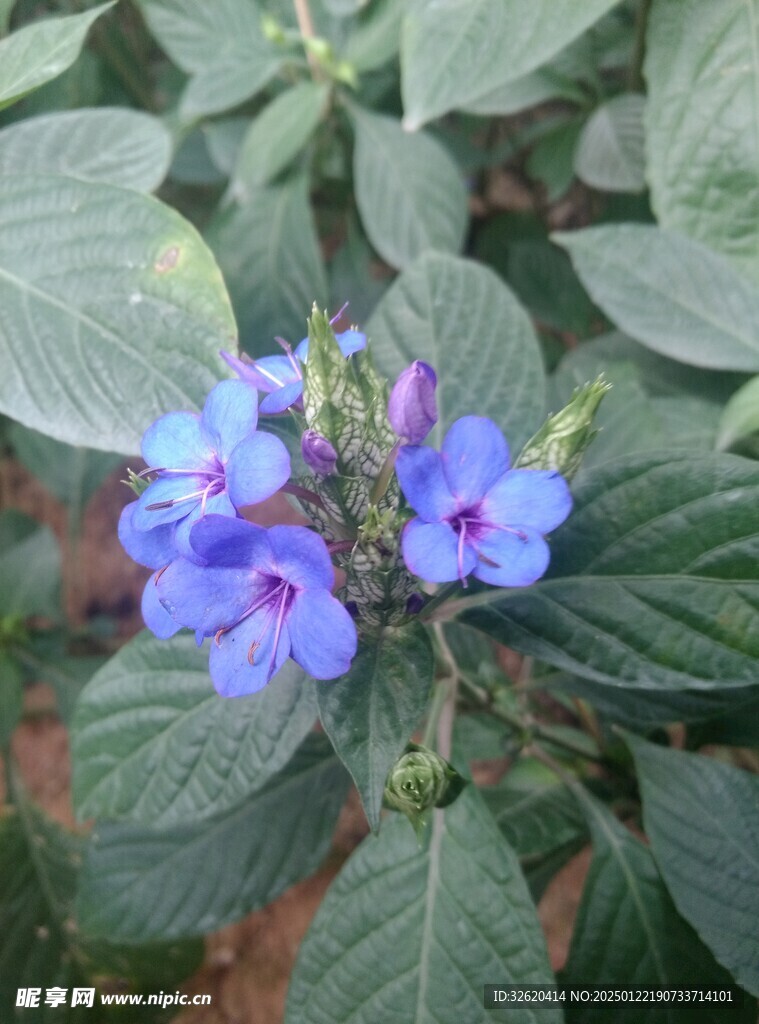 喜花草