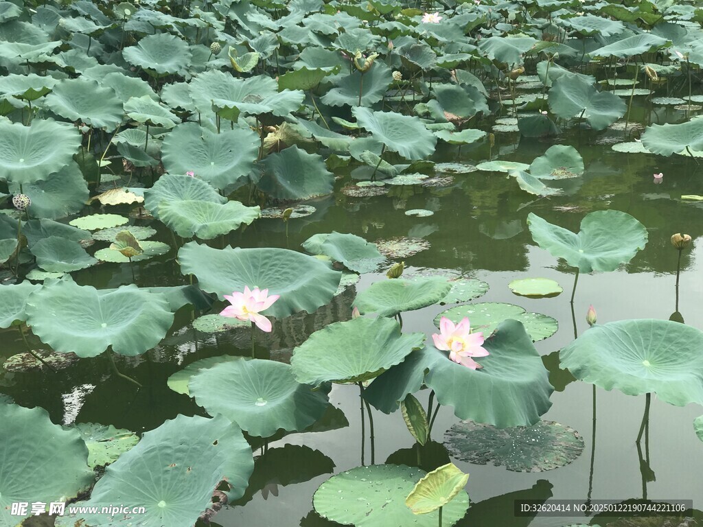 荷花 荷塘