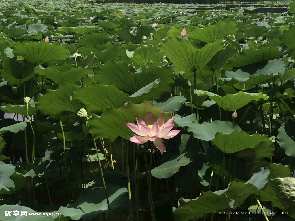 荷花