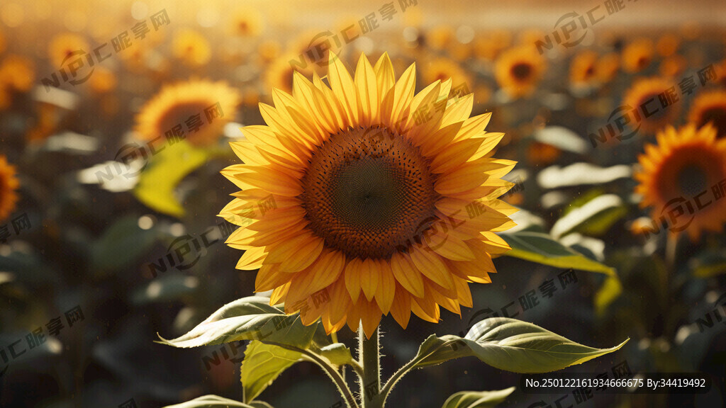 黄色大向日葵 高清 大内存