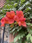凌霄花