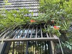 凌霄花