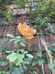 月季花