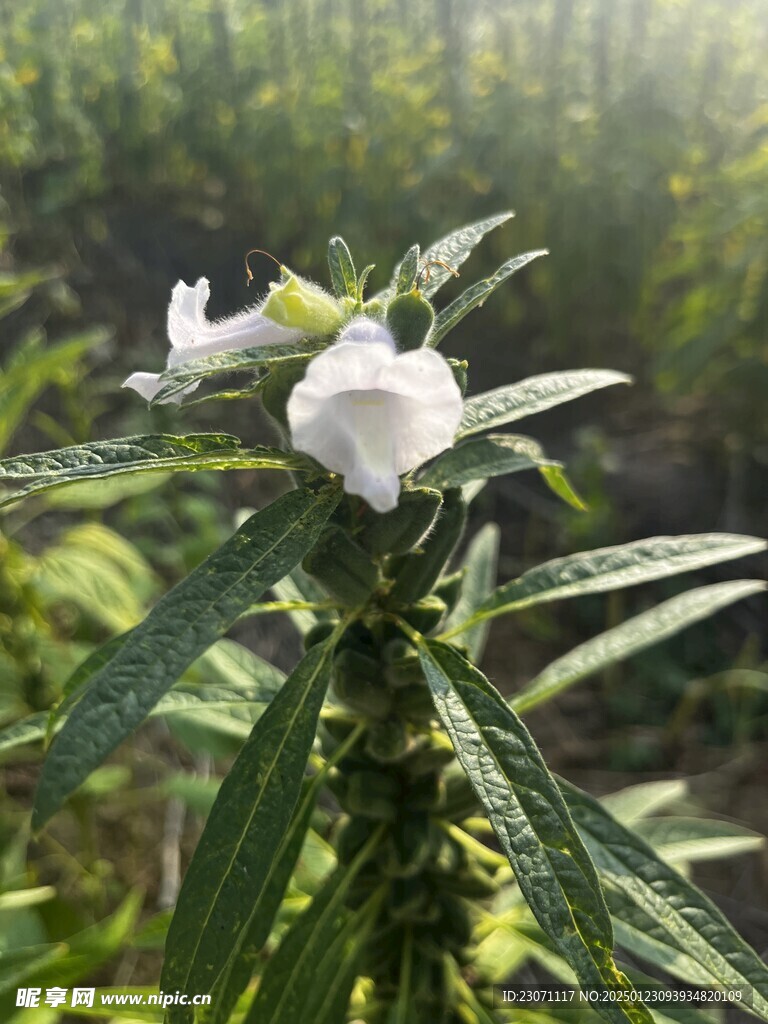 芝麻